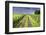 Ireland. Dirt road in County Roscommon-Jaynes Gallery-Framed Premium Photographic Print