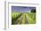 Ireland. Dirt road in County Roscommon-Jaynes Gallery-Framed Photographic Print