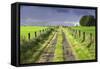 Ireland. Dirt road in County Roscommon-Jaynes Gallery-Framed Stretched Canvas