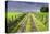 Ireland. Dirt road in County Roscommon-Jaynes Gallery-Stretched Canvas
