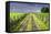 Ireland. Dirt road in County Roscommon-Jaynes Gallery-Framed Stretched Canvas