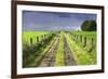 Ireland. Dirt road in County Roscommon-Jaynes Gallery-Framed Photographic Print