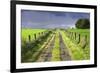 Ireland. Dirt road in County Roscommon-Jaynes Gallery-Framed Photographic Print