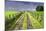 Ireland. Dirt road in County Roscommon-Jaynes Gallery-Mounted Photographic Print