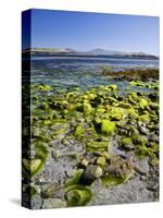 Ireland, Kerry, Kenmare Bay, Algae Overgrown Rock on the Sandy Beach, View to Caha Peninsula-K. Schlierbach-Stretched Canvas