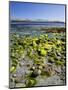 Ireland, Kerry, Kenmare Bay, Algae Overgrown Rock on the Sandy Beach, View to Caha Peninsula-K. Schlierbach-Mounted Photographic Print