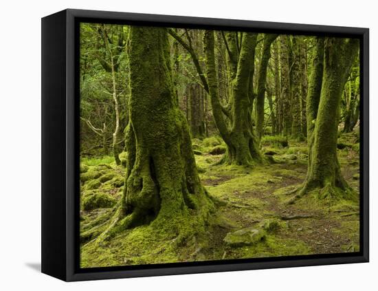 Ireland, Kerry, Mossy Houses on Torc Mountain, Killarney National Park, Ring of Kerry-K. Schlierbach-Framed Stretched Canvas
