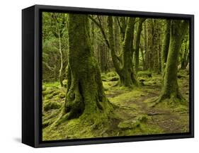 Ireland, Kerry, Mossy Houses on Torc Mountain, Killarney National Park, Ring of Kerry-K. Schlierbach-Framed Stretched Canvas