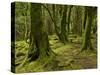 Ireland, Kerry, Mossy Houses on Torc Mountain, Killarney National Park, Ring of Kerry-K. Schlierbach-Stretched Canvas