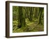 Ireland, Kerry, Mossy Houses on Torc Mountain, Killarney National Park, Ring of Kerry-K. Schlierbach-Framed Photographic Print