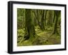 Ireland, Kerry, Mossy Houses on Torc Mountain, Killarney National Park, Ring of Kerry-K. Schlierbach-Framed Photographic Print