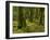 Ireland, Kerry, Mossy Houses on Torc Mountain, Killarney National Park, Ring of Kerry-K. Schlierbach-Framed Photographic Print