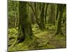Ireland, Kerry, Mossy Houses on Torc Mountain, Killarney National Park, Ring of Kerry-K. Schlierbach-Mounted Photographic Print