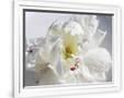 Gramercy White