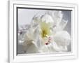 Gramercy White