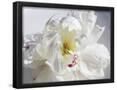 Essential Black
