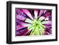 Chelsea Black