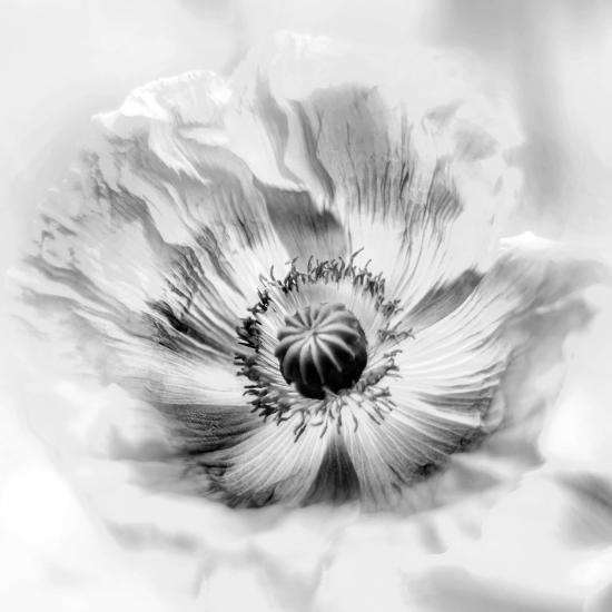 Photo, , large
