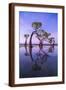Brown Frame