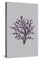 Iridescent Coral II-Maria Mendez-Stretched Canvas