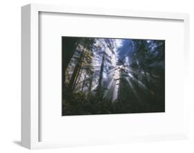 Iridescent Forest Light - Redwoods California Coast-Vincent James-Framed Photographic Print