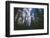 Iridescent Forest Light - Redwoods California Coast-Vincent James-Framed Photographic Print