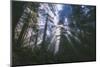 Iridescent Forest Light - Redwoods California Coast-Vincent James-Mounted Photographic Print