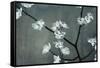 Iridesent Petals-Sydney Edmunds-Framed Stretched Canvas