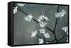 Iridesent Petals-Sydney Edmunds-Framed Stretched Canvas