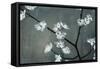 Iridesent Petals-Sydney Edmunds-Framed Stretched Canvas