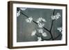 Iridesent Petals-Sydney Edmunds-Framed Giclee Print