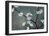 Iridesent Petals-Sydney Edmunds-Framed Giclee Print