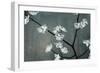 Iridesent Petals-Sydney Edmunds-Framed Giclee Print