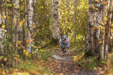 Close up Portrait of Happy Welsh Corgi Pembroke Breed Dog Lying on Bench with Fallen Leaves at Autu-Irina Nedikova-Photographic Print