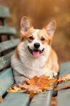 Close up Portrait of Happy Welsh Corgi Pembroke Breed Dog Lying on Bench with Fallen Leaves at Autu-Irina Nedikova-Photographic Print