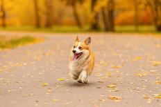 Close up Portrait of Happy Welsh Corgi Pembroke Breed Dog Lying on Bench with Fallen Leaves at Autu-Irina Nedikova-Photographic Print