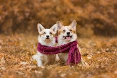 Close up Portrait of Happy Welsh Corgi Pembroke Breed Dog Lying on Bench with Fallen Leaves at Autu-Irina Nedikova-Photographic Print