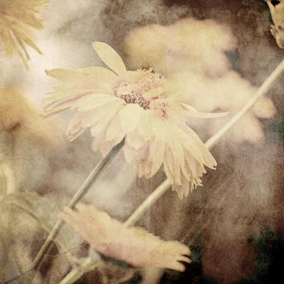 Art Floral Vintage Sepia Background with Light Yellow Chamomiles