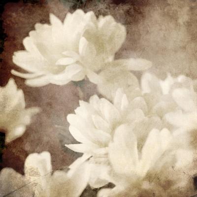 Art Floral Vintage Sepia Background with White Asters