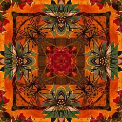 Affordable Floral Botanical Print For Sale At Allposters Com