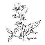 Monochrome Image Beggarticks Herb-Irinia-Art Print