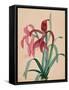 Iris, 1812-null-Framed Stretched Canvas