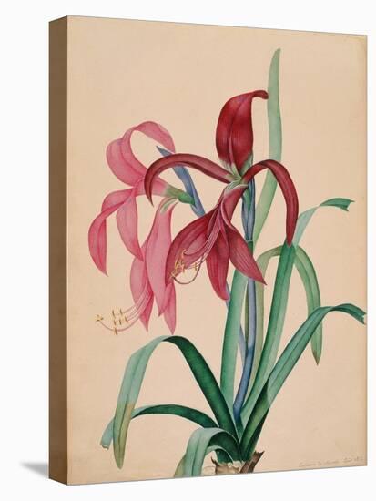 Iris, 1812-null-Stretched Canvas