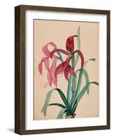 Iris, 1812-null-Framed Giclee Print