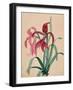 Iris, 1812-null-Framed Giclee Print