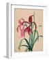 Iris, 1812-null-Framed Giclee Print