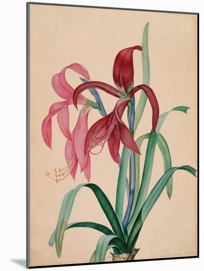 Iris, 1812-null-Mounted Giclee Print