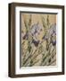 Iris, 1898-Kolo Moser-Framed Giclee Print