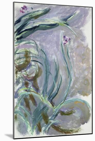 Iris, 1924-25-Claude Monet-Mounted Giclee Print