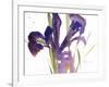 Iris, 1987-Claudia Hutchins-Puechavy-Framed Premium Giclee Print